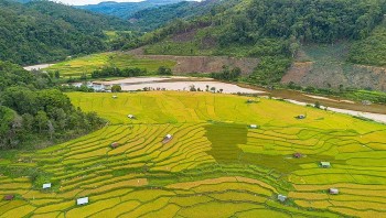 Admire The Mesmerizing Ripening Kon Tu Rang Terraced Fields In Kon Tum