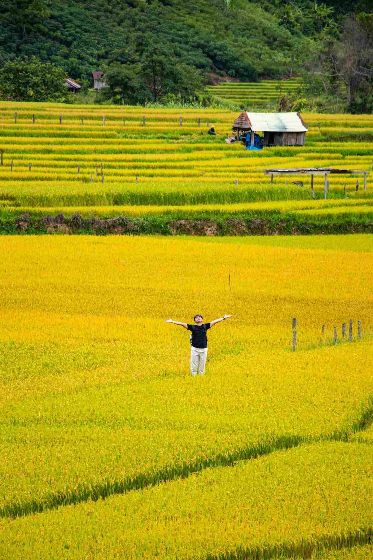 Admire The Mesmerizing Ripening Kon Tu Rang Terraced Fields In Kon Tum