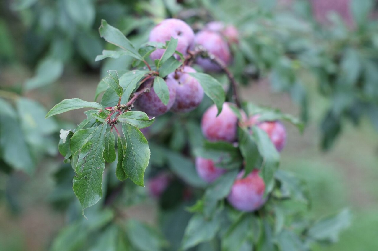 Na Ka Plum Valley – A Perfect Weekend Getaway In Moc Chau