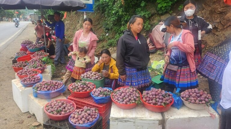 Na Ka Plum Valley – A Perfect Weekend Getaway In Moc Chau