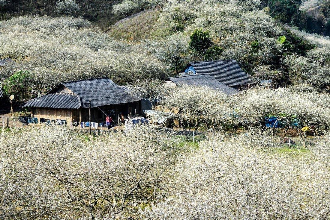 Na Ka Plum Valley – A Perfect Weekend Getaway In Moc Chau