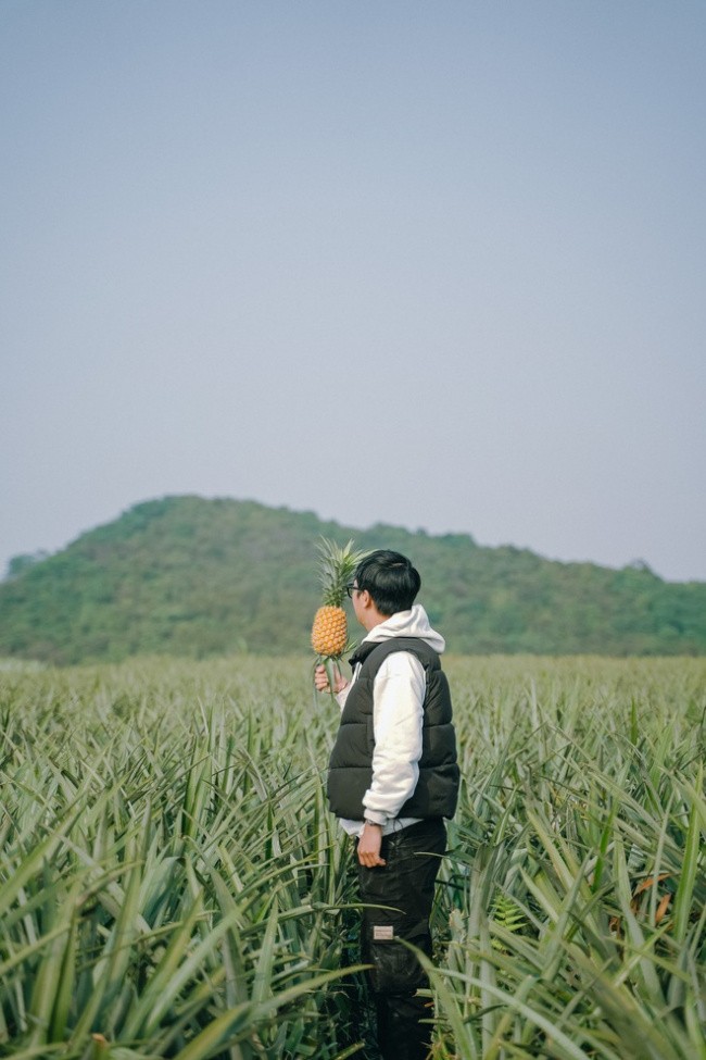 Tam Diep Pineapple Hill - A Unique Green Haven In Ninh Binh