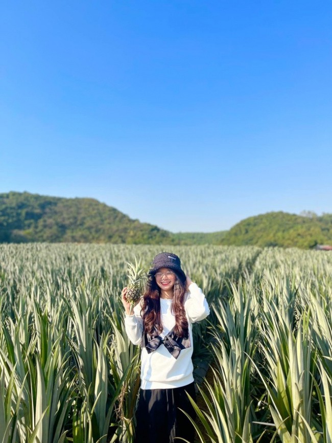Tam Diep Pineapple Hill - A Unique Green Haven In Ninh Binh