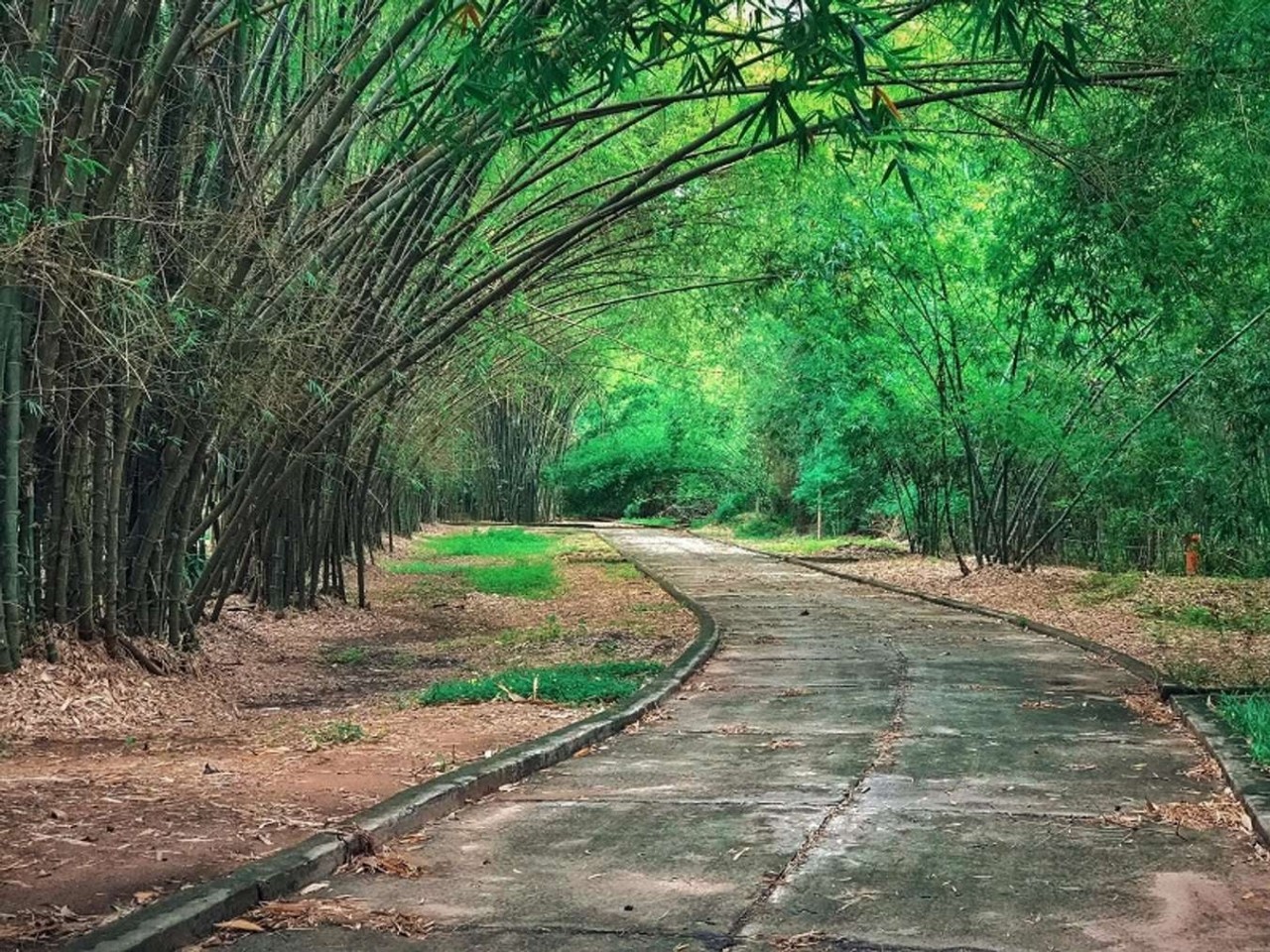 Explore Phu An Bamboo Village – The Unique Green Space In Vietnam