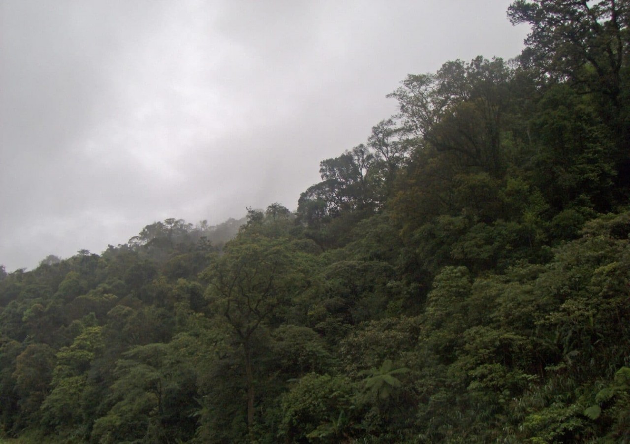 Experience The Breath-Taking Wilderness Of Vu Quang National Park