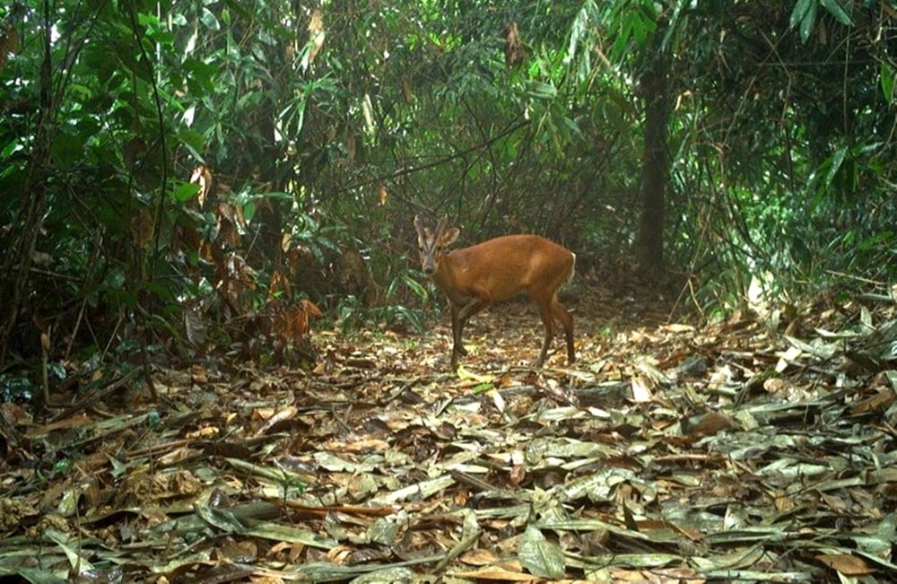 Experience The Breath-Taking Wilderness Of Vu Quang National Park