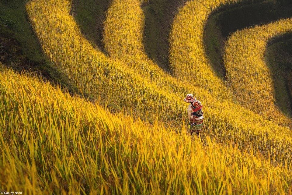Vietnamese Photographers Win Awards At Pink Lady Food Photography 2024