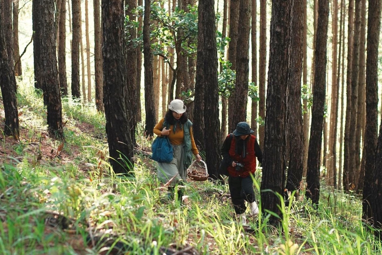 Experience Mushroom Hunting After Rainy Season In Da Lat
