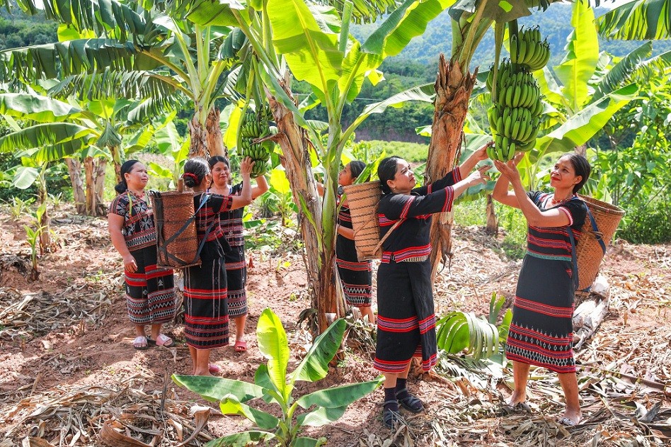 how pa ko women are improving lives via dwarf banana harvest