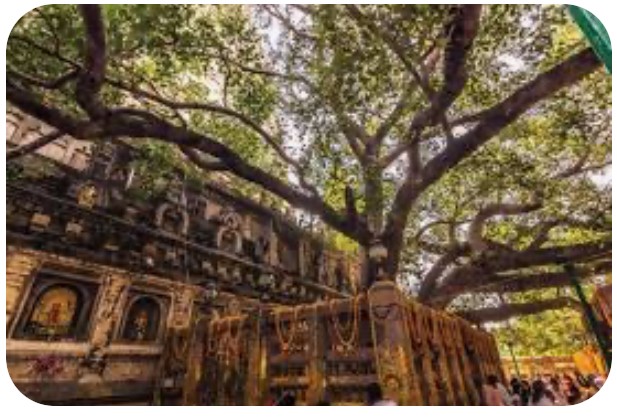 Roots of Enlightenment: India’s Timeless Buddhist Journey