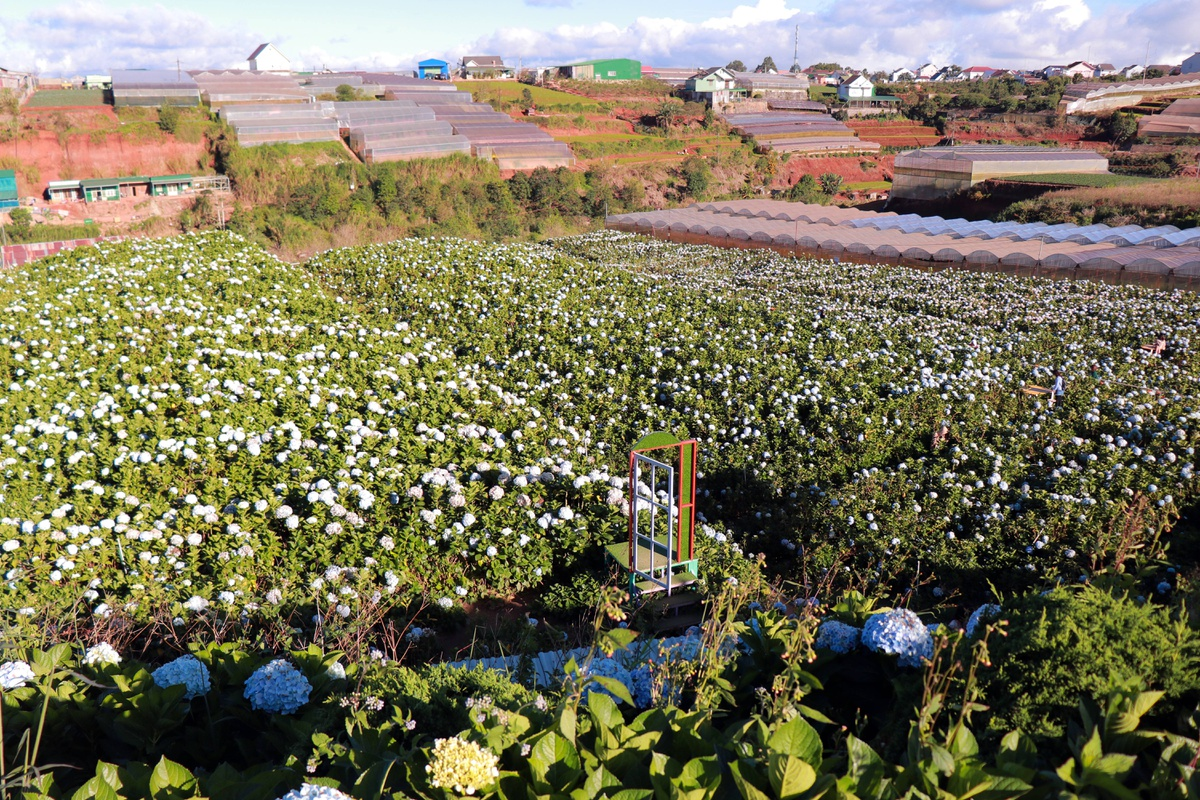 Top ideal places to admire Tet flowers in Da Lat