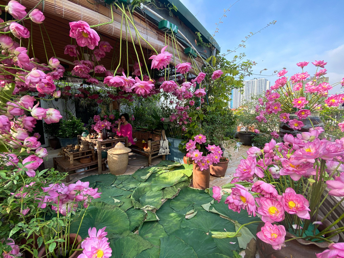 Colorful flower field on terrace of Hanoi woman