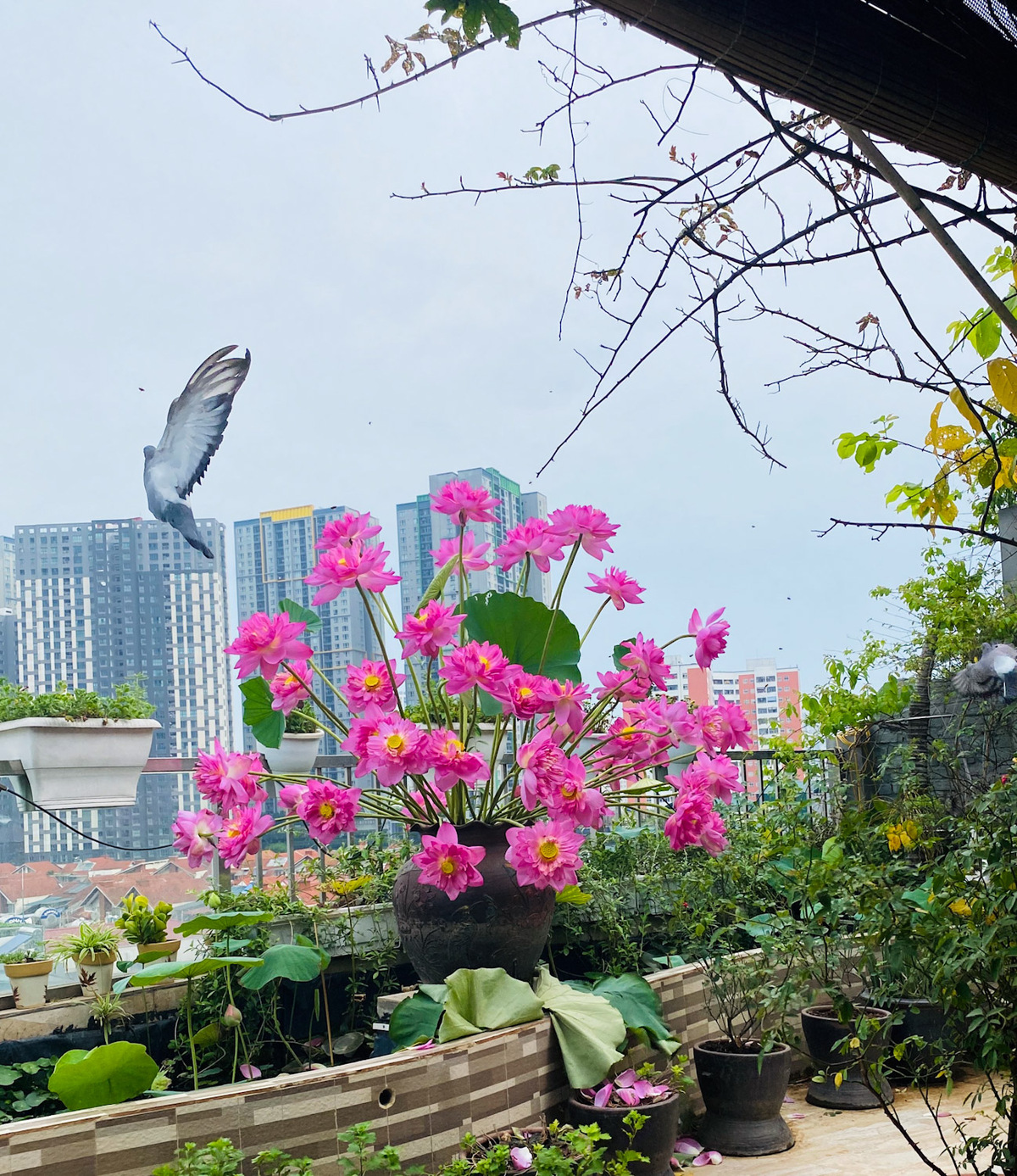Colorful flower field on terrace of Hanoi woman