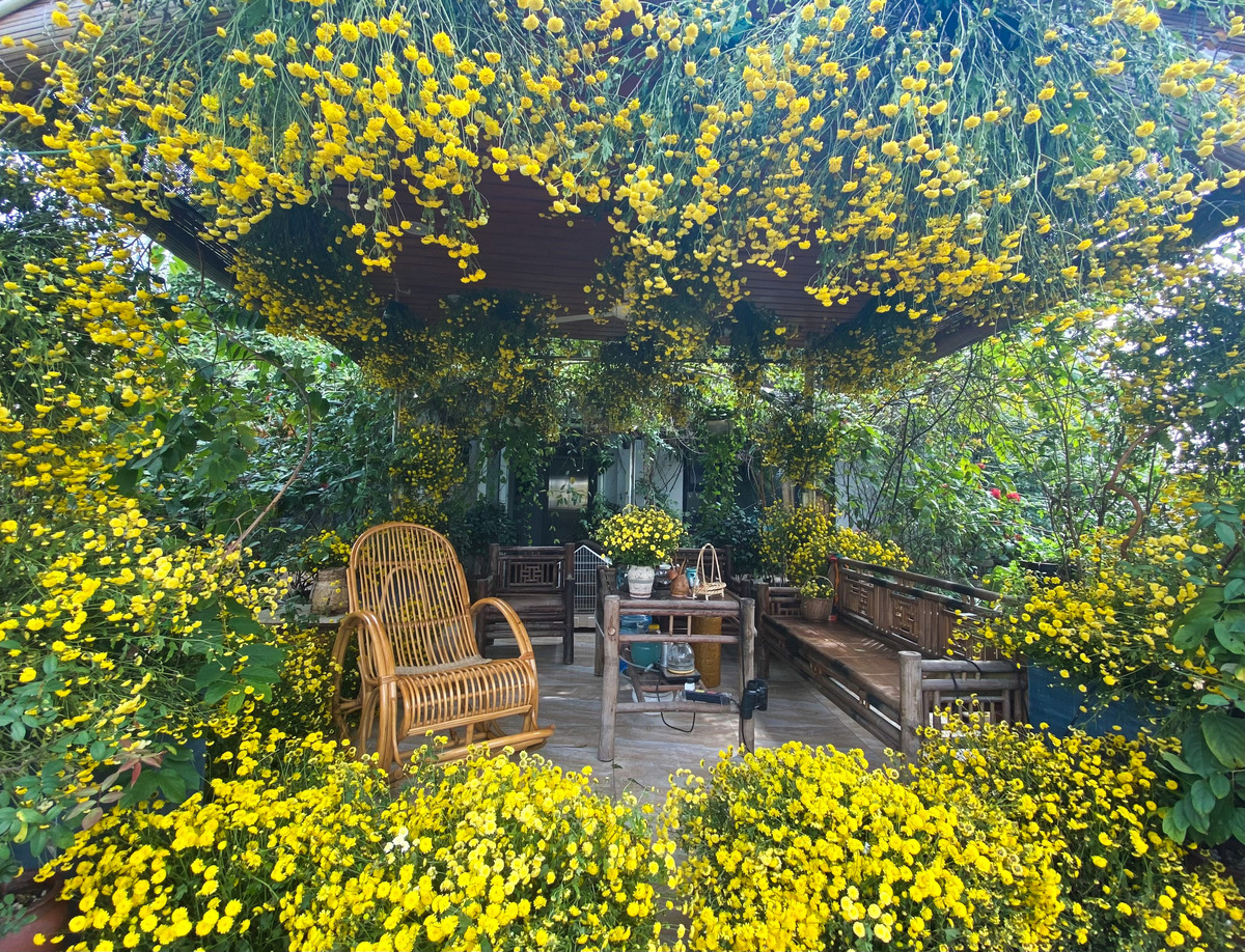 Colorful flower field on terrace of Hanoi woman