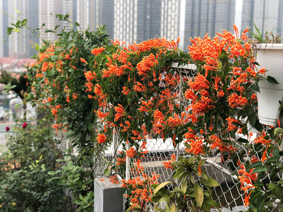 Colorful flower field on terrace of Hanoi woman