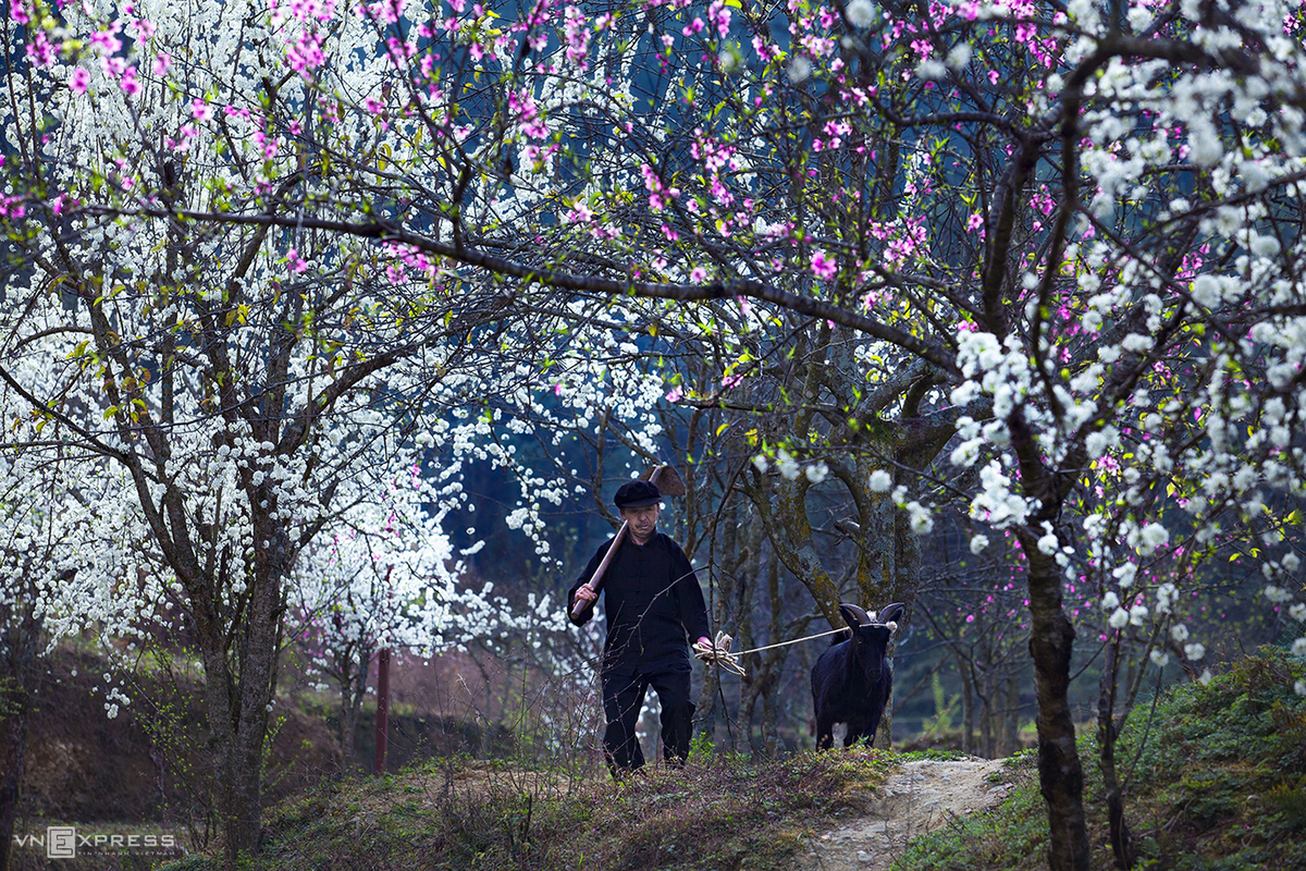 Spring colors in Vietnam’s northern highlands