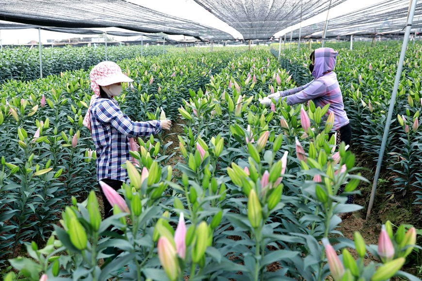 Picturesque scene at Vietnam’s famous flower villages ahead of Tet