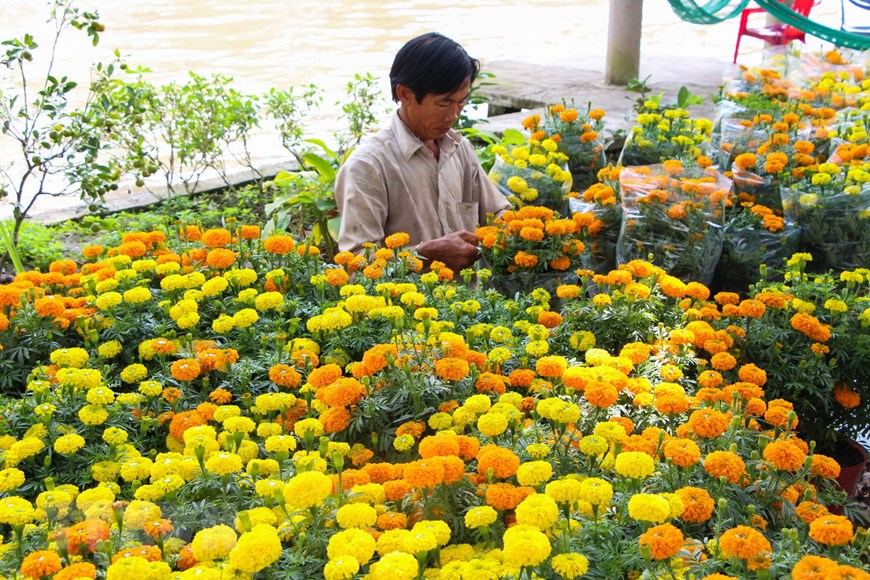 Picturesque scene at Vietnam’s famous flower villages ahead of Tet