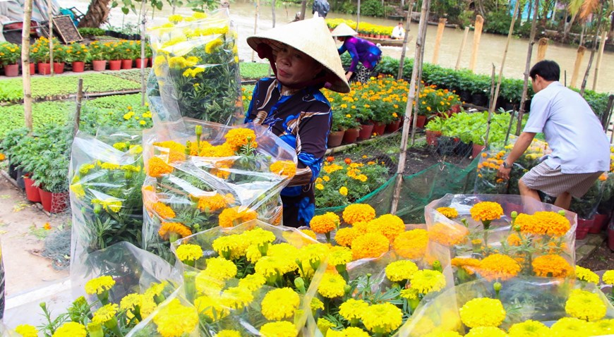 Picturesque scene at Vietnam’s famous flower villages ahead of Tet