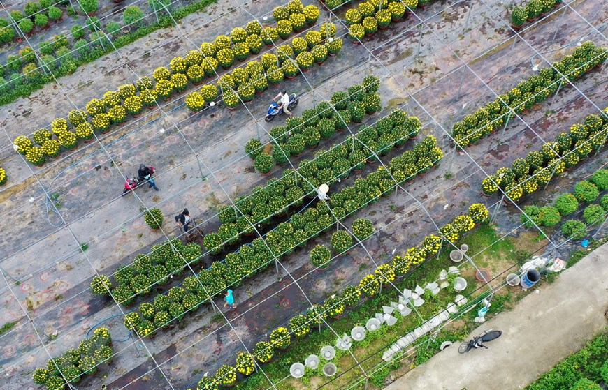 Picturesque scene at Vietnam’s famous flower villages ahead of Tet