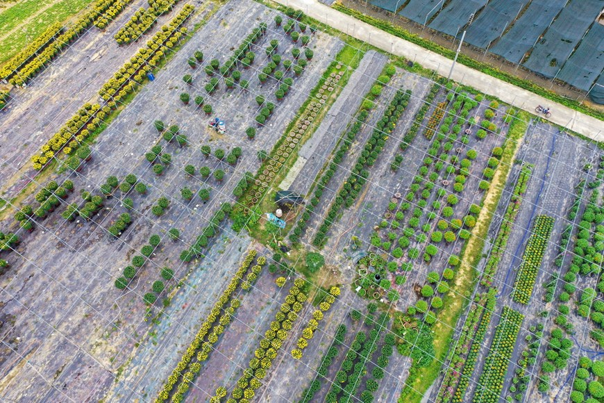 Picturesque scene at Vietnam’s famous flower villages ahead of Tet
