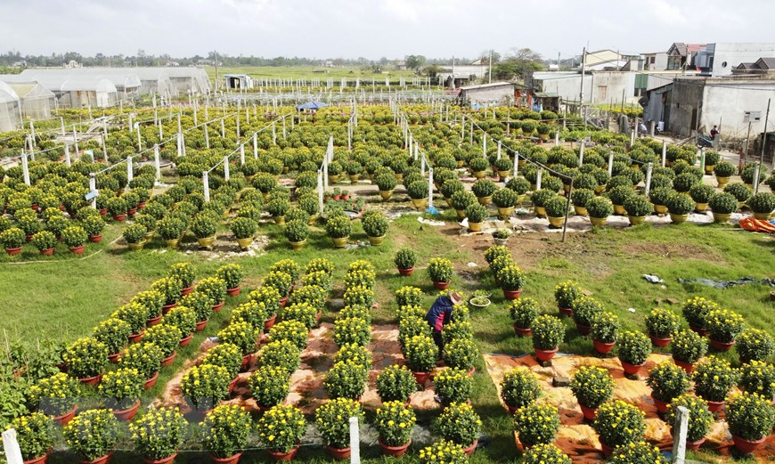 Picturesque scene at Vietnam’s famous flower villages ahead of Tet