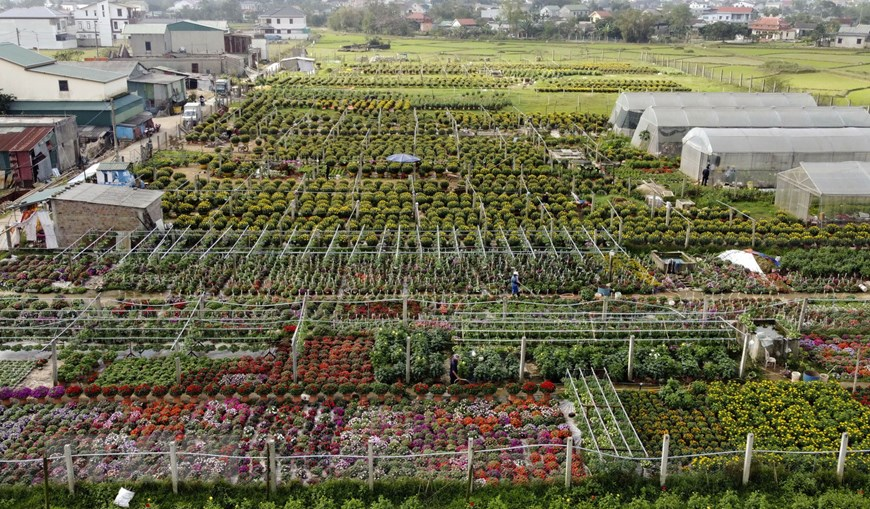 Picturesque scene at Vietnam’s famous flower villages ahead of Tet