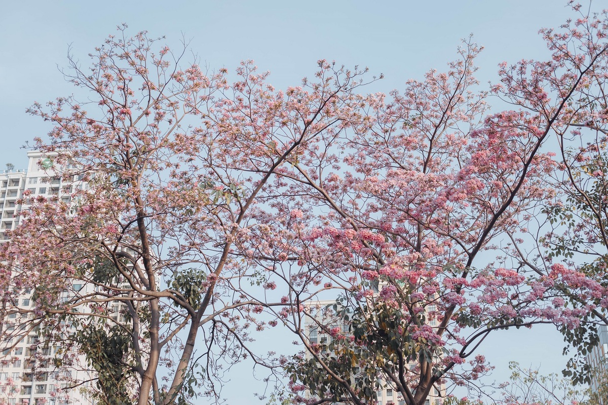 Flower season across Vietnam under the lens of local photographer