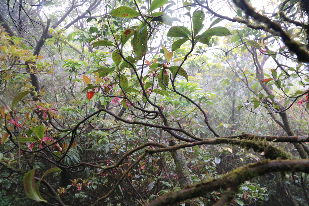 Bell-shaped peach blossoms brilliantly bloom on path to “rooftop of Quang Tri”