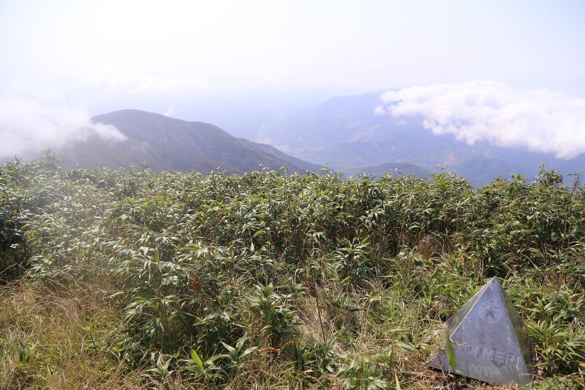 Bell-shaped peach blossoms brilliantly bloom on path to “rooftop of Quang Tri”