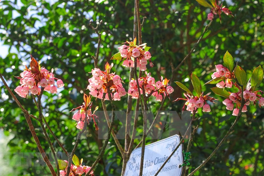 Bell-shaped peach blossoms brilliantly bloom on path to “rooftop of Quang Tri”