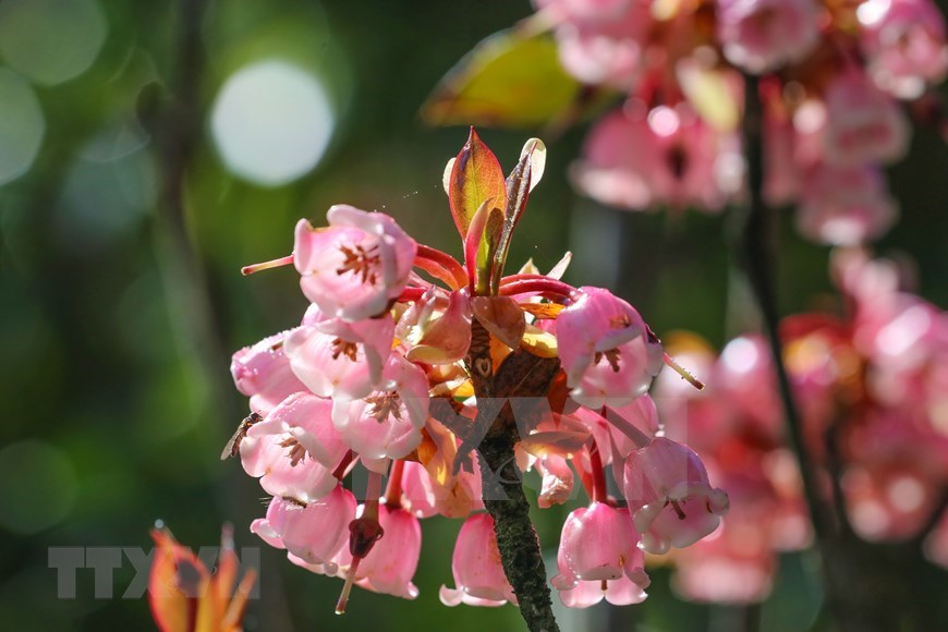 Bell-shaped peach blossoms brilliantly bloom on path to “rooftop of Quang Tri”