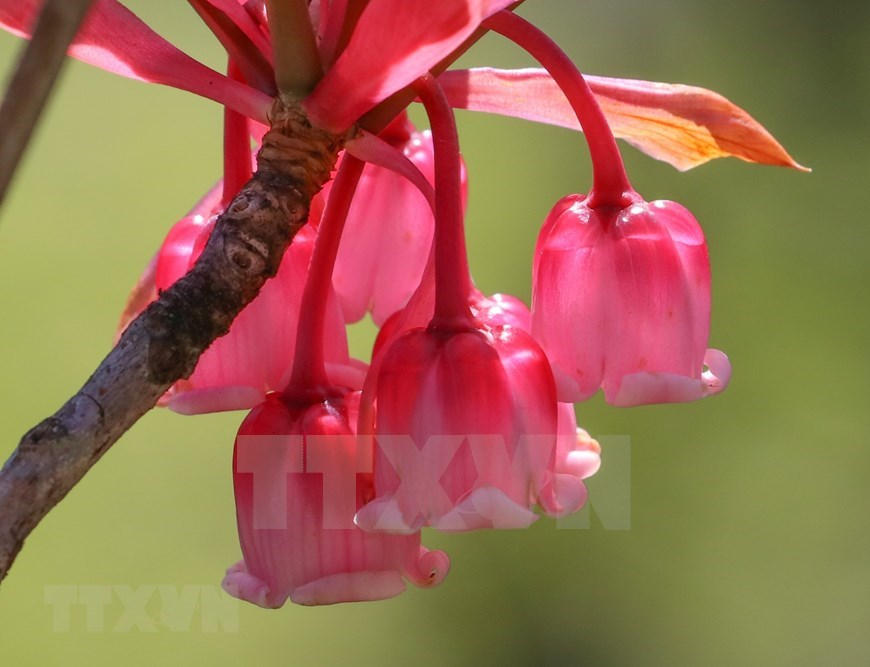 Bell-shaped peach blossoms brilliantly bloom on path to “rooftop of Quang Tri”