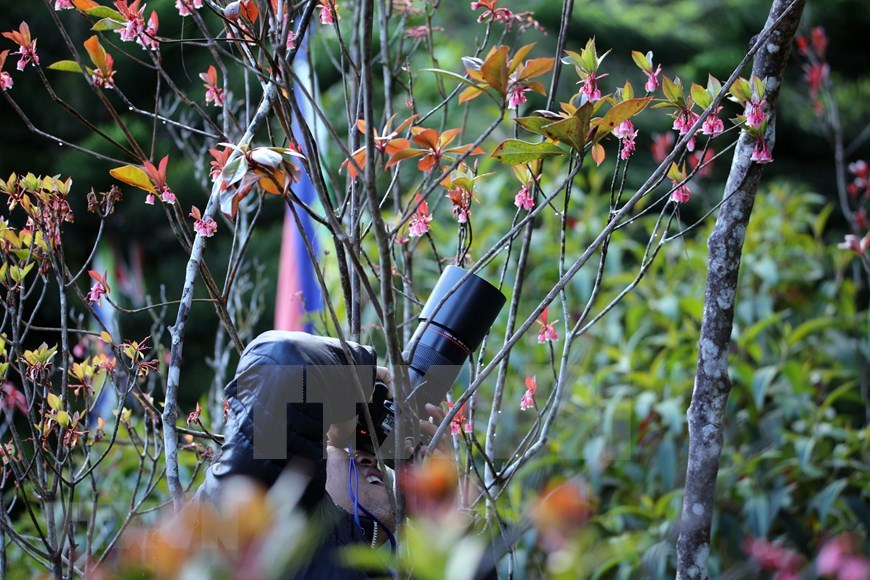 Bell-shaped peach blossoms brilliantly bloom on path to “rooftop of Quang Tri”