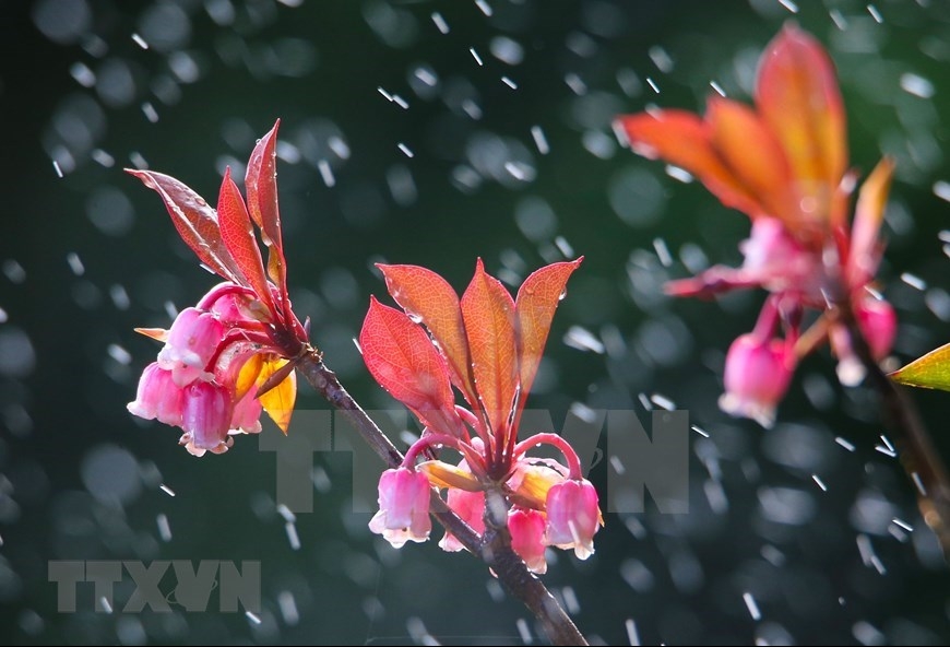 bell shaped peach blossoms brilliantly bloom on path to rooftop of quang tri