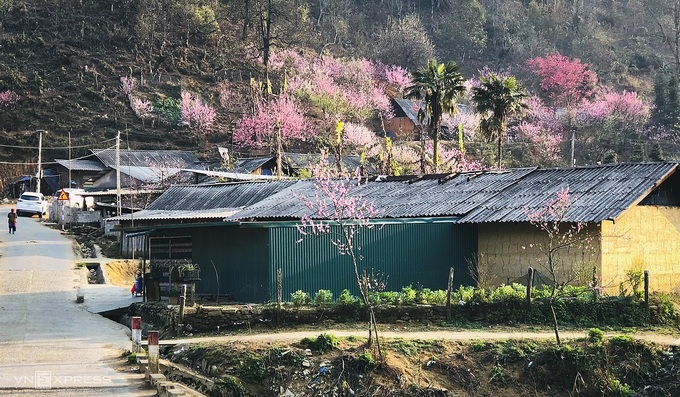 Blooming peach blossoms embellish beauty of Phin Ho village