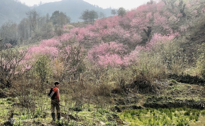 Blooming peach blossoms embellish beauty of Phin Ho village