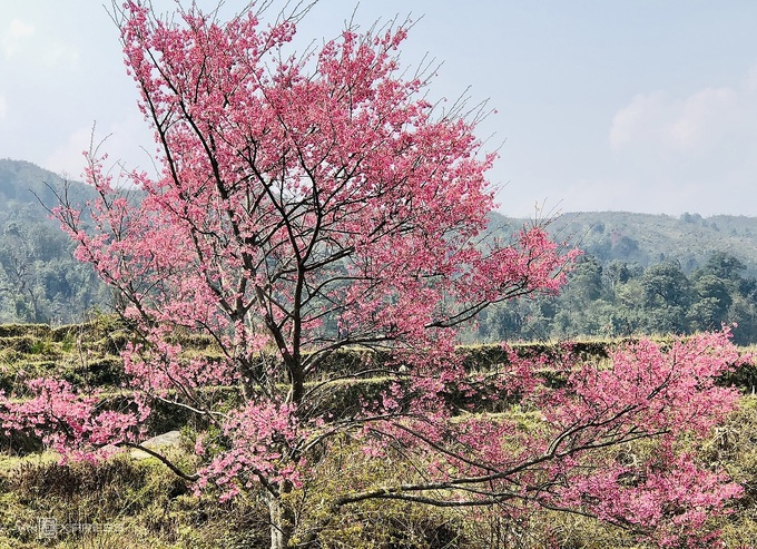 Blooming peach blossoms embellish beauty of Phin Ho village