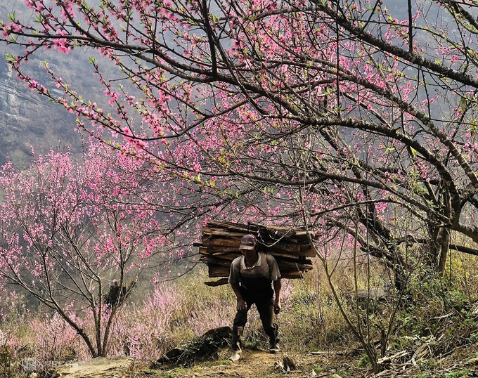 Blooming peach blossoms embellish beauty of Phin Ho village