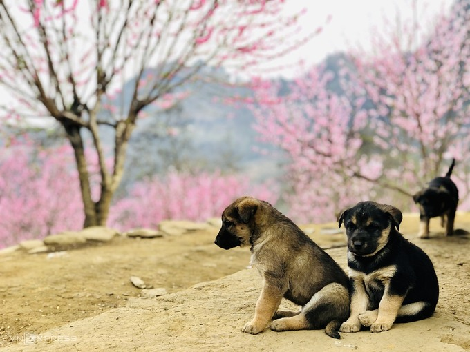 Blooming peach blossoms embellish beauty of Phin Ho village