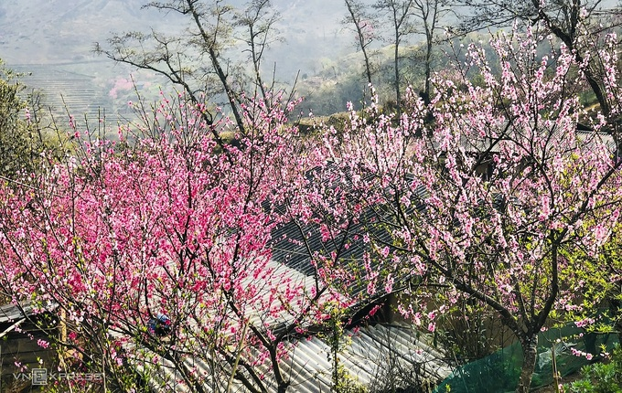 Blooming peach blossoms embellish beauty of Phin Ho village