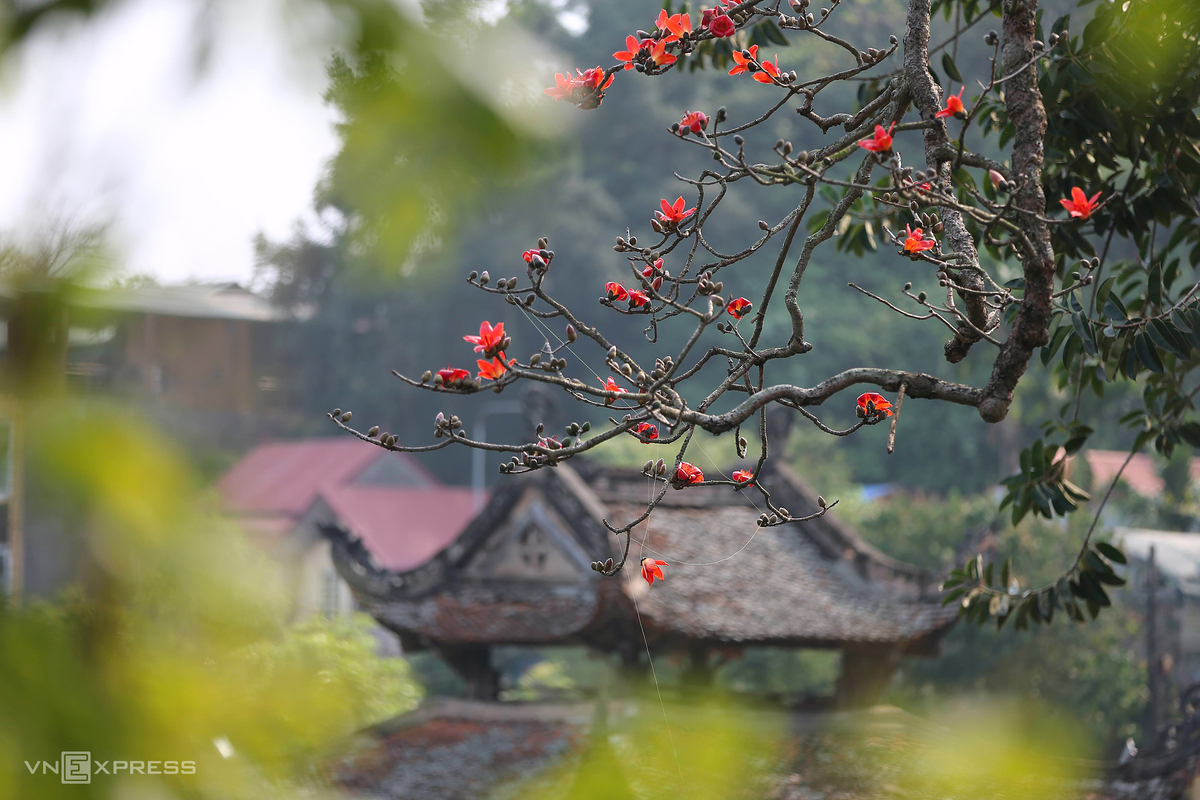 Hanoi dyed in red of silk cotton flowers