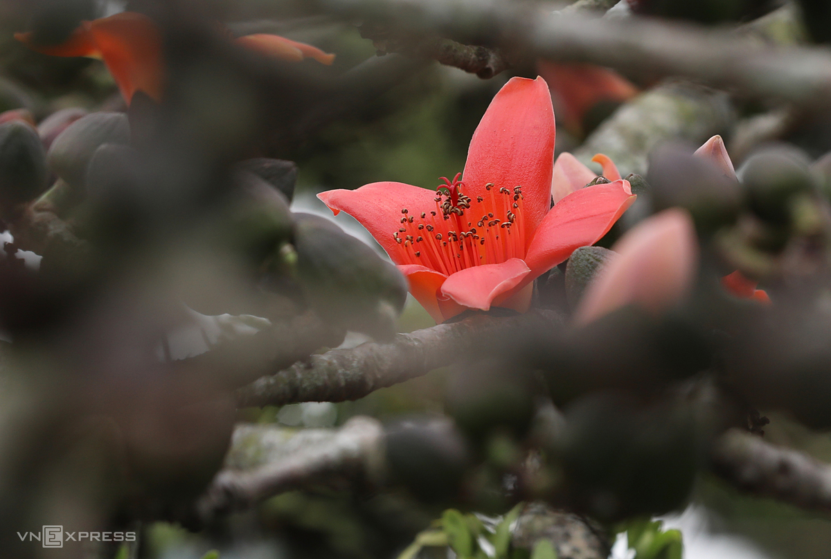 Hanoi dyed in red of silk cotton flowers