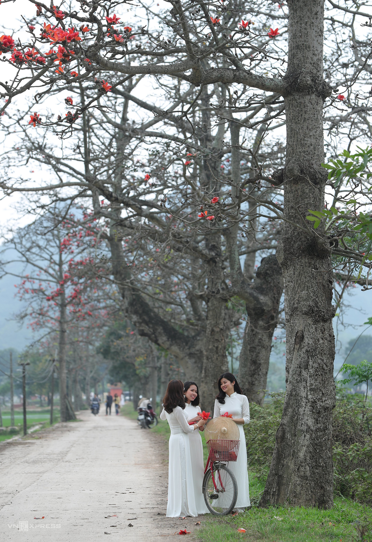 Hanoi dyed in red of silk cotton flowers