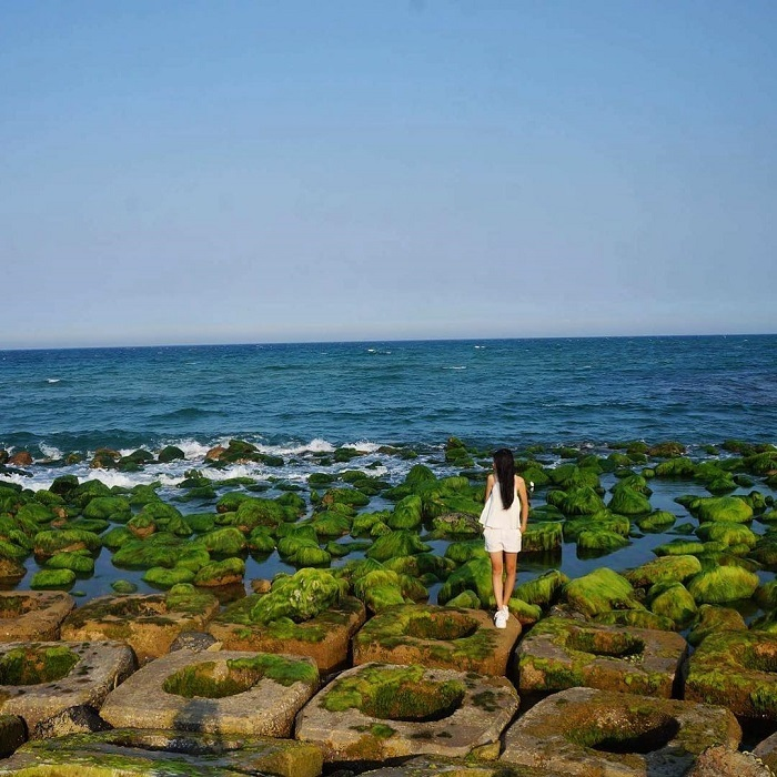 Cinematic beauty of green mossy rocky ground in Phu Yen