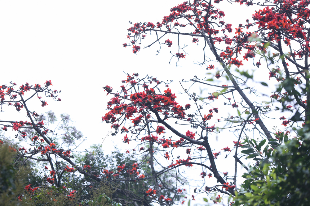 In photos: Red silk cotton flowers adorn beauty of Huong (Perfume) Pagoda