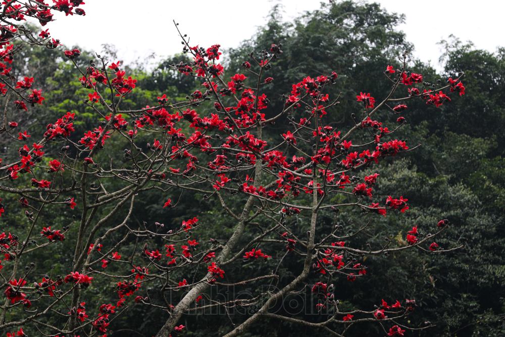 In photos: Red silk cotton flowers adorn beauty of Huong (Perfume) Pagoda