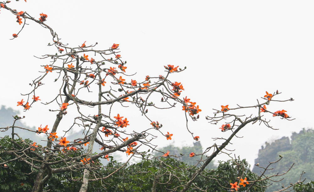In photos: Red silk cotton flowers adorn beauty of Huong (Perfume) Pagoda