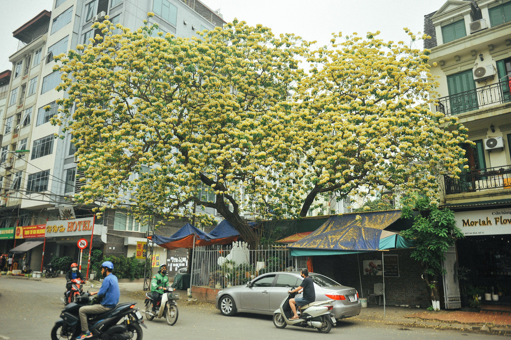 In Photos: 300-year-old Hoa Bun tree gorgeously blooms in the heart of Hanoi