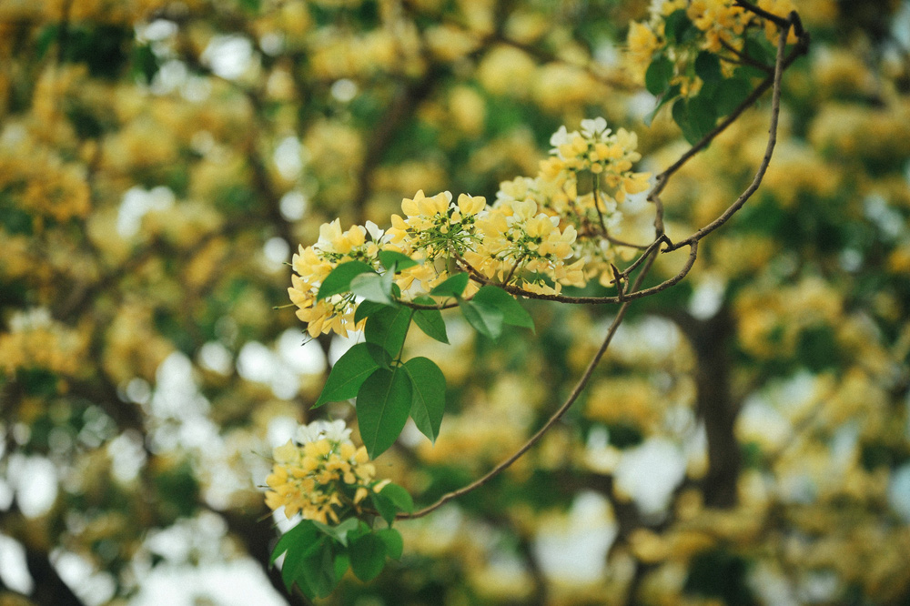 In Photos: 300-year-old Hoa Bun tree gorgeously blooms in the heart of Hanoi
